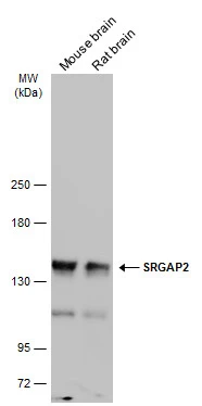 SRGAP2 antibody
