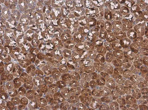 p18 INK4c antibody detects p18 INK4c protein at cytoplasm by immunohistochemical analysis. Sample: Paraffin-embedded rat stomach. p18 INK4c stained by p18 INK4c antibody (GTX130798) diluted at 1:500. Antigen Retrieval: Citrate buffer, pH 6.0, 15 min