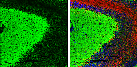 KIF2A antibody detects KIF2A protein by immunohistochemical analysis. Sample: Frozen-sectioned mouse mouse cerebellum. Green: KIF2A stained by KIF2A antibody (GTX130808) diluted at 1:250. Red: NF-H, stained by NF-H antibody [GT114] (GTX634289) diluted at 1:500. Blue: Fluoroshield with DAPI (GTX30920). Antigen Retrieval: Citrate buffer, pH 6.0, 10 min