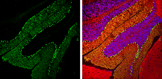 Calbindin antibody detects Calbindin protein expression by immunohistochemical analysis. Sample: Frozen-sectioned adult mouse cerebellum. Green: Calbindin protein stained by Calbindin antibody (GTX130856) diluted at 1:250. Red: beta Tubulin 3/ TUJ1, stained by beta Tubulin 3/ TUJ1 antibody [GT11710] (GTX631836) diluted at 1:500. Blue: Fluoroshield with DAPI (GTX30920).