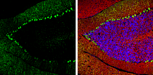 Calbindin antibody detects Calbindin protein expression by immunohistochemical analysis. Sample: Frozen-sectioned adult mouse cerebellum. Green: Calbindin protein stained by Calbindin antibody (GTX130856) diluted at 1:250. Red: beta Tubulin 3/ TUJ1, stained by beta Tubulin 3/ TUJ1 antibody [GT11710] (GTX631836) diluted at 1:500. Blue: Fluoroshield with DAPI (GTX30920).
