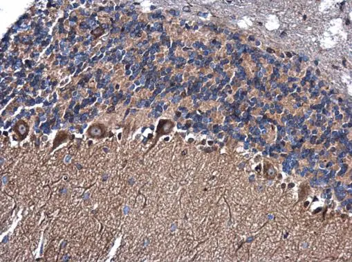NAP1L1 antibody detects NAP1L1 protein at cytoplasm in rat brain by immunohistochemical analysis. Sample: Paraffin-embedded rat brain. NAP1L1 antibody (GTX130866) diluted at 1:500. 
 Antigen Retrieval: Citrate buffer, pH 6.0, 15 min