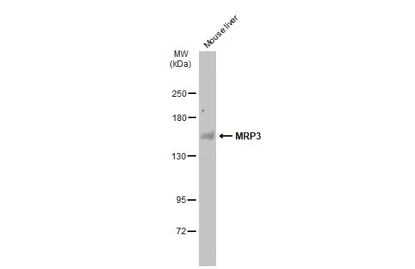 Mouse tissue extract (50 μg) was separated by 5% SDS-PAGE, and the membrane was blotted with MRP3 antibody (GTX130948) diluted at 1:500. The HRP-conjugated anti-rabbit IgG antibody (GTX213110-01) was used to detect the primary antibody.