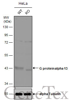 Wild-type (WT) and G protein alpha 13 knockout (KO) HeLa cell extracts (30 μg) were separated by 10% SDS-PAGE, and the membrane was blotted with G protein alpha 13 antibody (GTX131045) diluted at 1:1000. The HRP-conjugated anti-rabbit IgG antibody (GTX213110-01) was used to detect the primary antibody.