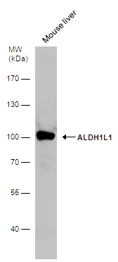 Mouse tissue extract (50 μg) was separated by 7.5% SDS-PAGE, and the membrane was blotted with ALDH1L1 antibody (GTX131047) diluted at 1:5000. The HRP-conjugated anti-rabbit IgG antibody (GTX213110-01) was used to detect the primary antibody.
