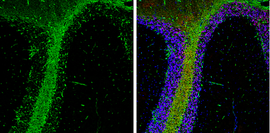 ALDH1L1 antibody