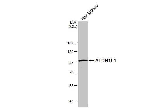 Rat tissue extract (50 μg) was separated by 7.5% SDS-PAGE, and the membrane was blotted with ALDH1L1 antibody (GTX131047) diluted at 1:5000. The HRP-conjugated anti-rabbit IgG antibody (GTX213110-01) was used to detect the primary antibody.