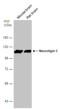 Various tissue extracts (50 μg) were separated by 7.5% SDS-PAGE, and the membrane was blotted with Neuroligin 3 antibody (GTX131085) diluted at 1:10000.