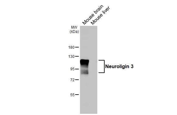 Various tissue extracts (50 μg) were separated by 7.5% SDS-PAGE, and the membrane was blotted with Neuroligin 3 antibody (GTX131085) diluted at 1:10000. The HRP-conjugated anti-rabbit IgG antibody (GTX213110-01) was used to detect the primary antibody.