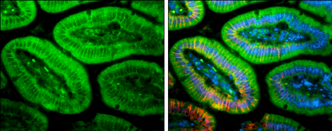 PLEKHA7 antibody detects PLEKHA7 protein expression by immunohistochemical analysis. Sample: Paraffin-Embedded mouse colon. Green: PLEKHA7 stained by PLEKHA7 antibody (GTX131146) diluted at 1:1000. Red: E-Cadherin, stained byE-Cadherin antibody [GT477] (GTX629691) diluted at 1:250. Blue: Fluoroshield with DAPI (GTX30920). 
 Antigen Retrieval: Citrate buffer, pH 6.0, 15 min