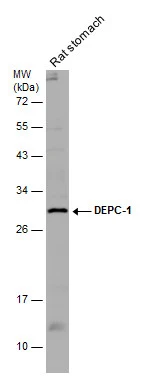 Rat tissue extract (50 μg) was separated by 12% SDS-PAGE, and the membrane was blotted with DEPC-1 antibody (GTX131151) diluted at 1:1000.