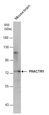 PHACTR1 antibody