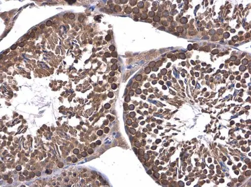 DHX36 antibody detects DHX36 protein at cytoplasm in mouse testis by immunohistochemical analysis. Sample: Paraffin-embedded mouse testis. DHX36 antibody (GTX131179) diluted at 1:400. 
 Antigen Retrieval: Citrate buffer, pH 6.0, 15 min