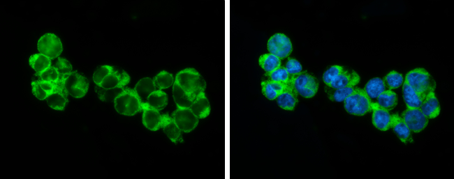 RIP3 antibody detects RIP3 protein at cytoplasm by immunofluorescent analysis. Sample: THP-1 cells were fixed in 4% paraformaldehyde at RT for 15 min. Green: RIP3 stained by RIP3 antibody (GTX131188) diluted at 1:500. Blue: Fluoroshield with DAPI (GTX30920).