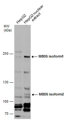 MBD5 antibody