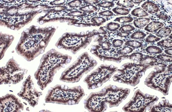 ARID5B antibody detects ARID5B protein at nucleus by immunohistochemical analysis. Sample: Paraffin-embedded mouse intestine. ARID5B stained by ARID5B antibody (GTX131249) diluted at 1:500. Antigen Retrieval: Citrate buffer, pH 6.0, 15 min