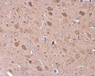 GDF6 antibody detects GDF6 protein at cytoplasm in rat brain by immunohistochemical analysis. Sample: Paraffin-embedded rat brain. GDF6 antibody (GTX131252) diluted at 1:500. 
 Antigen Retrieval: Citrate buffer, pH 6.0, 15 min