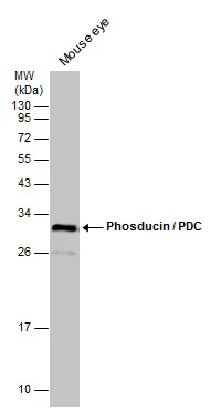 Mouse tissue extract (50 μg) was separated by 12% SDS-PAGE, and the membrane was blotted with Phosducin / PDC antibody (GTX131327) diluted at 1:1000.