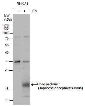 Core protein C (JEV) antibody detects Core protein C (JEV) protein by western blot analysis. Un-infected (-) and infected (+, JEV infection) BHK-21 whole cell extracts (30 μg) were separated by 15% SDS-PAGE, and the membrane was blotted with Core protein C (JEV) antibody (GTX131368) at a dilution of 1:3000 and developed with Trident femto Western HRP Substrate (GTX14698). The HRP-conjugated anti-rabbit IgG antibody (GTX213110-01) was used to detect the primary antibody.