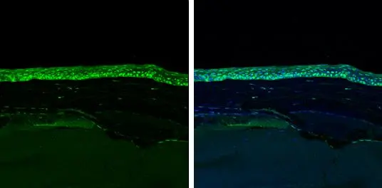 LUM antibody detects LUM protein at cornea by immunohistochemical analysis. Sample: Paraffin-embedded mouse eye. Green: LUM stained by LUM antibody (GTX131377) diluted at 1:5000. Blue: Fluoroshield with DAPI (GTX30920). Antigen Retrieval: Citrate buffer, pH 6.0, 15 min