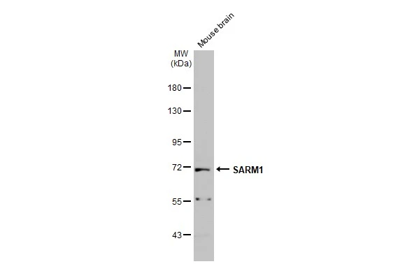 SARM1 antibody
