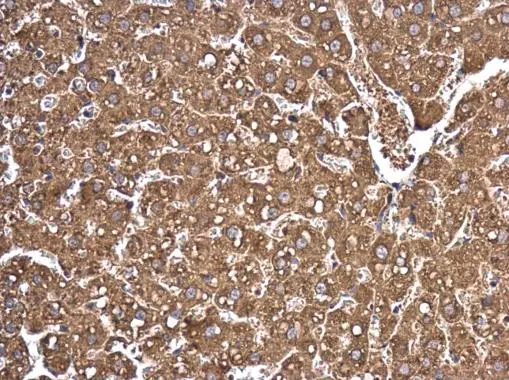 EIF2C2 antibody detects EIF2C2 protein at cytoplasm in rat liver by immunohistochemical analysis. Sample: Paraffin-embedded rat liver. EIF2C2 antibody (GTX131422) diluted at 1:500. 
 Antigen Retrieval: Citrate buffer, pH 6.0, 15 min