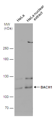 HeLa whole cell and nuclear extracts (30 μg) were separated by 5% SDS-PAGE, and the membrane was blotted with BACH1 antibody (GTX131429) diluted at 1:1000.