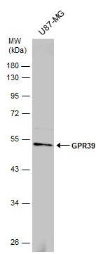 GPR39 antibody