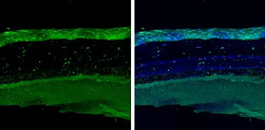 COL9A3 antibody detects COL9A3 protein at cornea by immunohistochemical analysis. Sample: Paraffin-embedded mouse eye. Green: COL9A3 stained by COL9A3 antibody (GTX131602) diluted at 1:500. Blue: Fluoroshield with DAPI (GTX30920). Antigen Retrieval: Citrate buffer, pH 6.0, 15 min