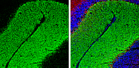 EAAT1 antibody detects EAAT1 protein by immunohistochemical analysis. Sample: Frozen-sectioned mouse mouse cerebellum. Green: EAAT1 stained by EAAT1 antibody (GTX131623) diluted at 1:250. Red: NF-H, stained by NF-H antibody [GT114] (GTX634289) diluted at 1:500. Blue: Fluoroshield with DAPI (GTX30920).
