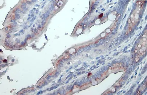 GALNT3 antibody detects GALNT3 protein at Golgi apparatus by immunohistochemical analysis. Sample: Paraffin-embedded mouse colon. GALNT3 stained by GALNT3 antibody (GTX131628) diluted at 1:500. Antigen Retrieval: Citrate buffer, pH 6.0, 15 min