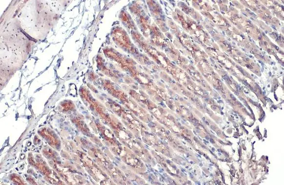 GALNT3 antibody detects GALNT3 protein at Golgi apparatus by immunohistochemical analysis. Sample: Paraffin-embedded mouse stomach. GALNT3 stained by GALNT3 antibody (GTX131628) diluted at 1:500. Antigen Retrieval: Citrate buffer, pH 6.0, 15 min