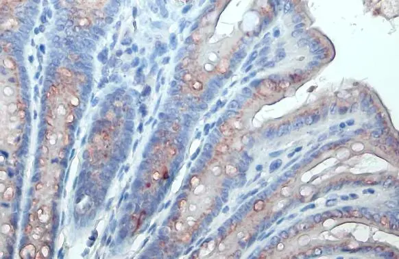 GALNT3 antibody detects GALNT3 protein at Golgi apparatus by immunohistochemical analysis. Sample: Paraffin-embedded mouse colon. GALNT3 stained by GALNT3 antibody (GTX131628) diluted at 1:500. Antigen Retrieval: Citrate buffer, pH 6.0, 15 min