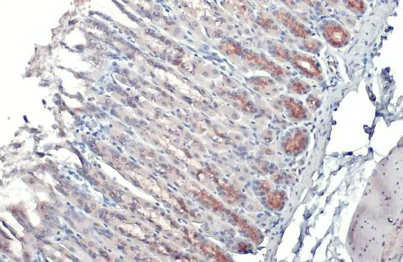 GALNT3 antibody detects GALNT3 protein at Golgi apparatus by immunohistochemical analysis. Sample: Paraffin-embedded mouse stomach. GALNT3 stained by GALNT3 antibody (GTX131628) diluted at 1:500. Antigen Retrieval: Citrate buffer, pH 6.0, 15 min
