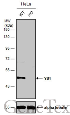 Wild-type (WT) and YB1 knockout (KO) HeLa cell extracts (30 μg) were separated by 10% SDS-PAGE, and the membrane was blotted with YB1 antibody (GTX131630) diluted at 1:500. The HRP-conjugated anti-rabbit IgG antibody (GTX213110-01) was used to detect the primary antibody.