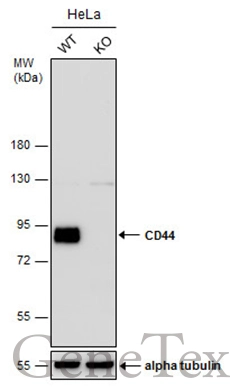 Wild-type (WT) and CD44 knockout (KO) HeLa cell extracts (30 μg) were separated by 7.5% SDS-PAGE, and the membrane was blotted with CD44 antibody (GTX131669) diluted at 1:1000. Wild-type (WT) and CD44 knockout (KO) HeLa cell extracts (30 μg) were separated by 7.5% SDS-PAGE, and the membrane was blotted with CD44 antibody (GTX131669) diluted at 1:1000.