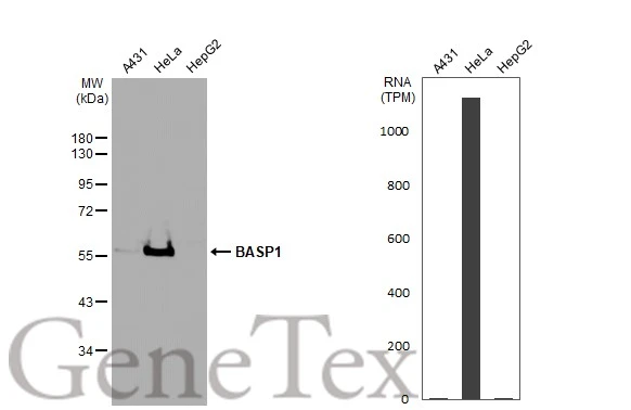 Various whole cell extracts (30 μg) were separated by 10% SDS-PAGE, and the membrane was blotted with BASP1 antibody (GTX131728) diluted at 1:1000. The HRP-conjugated anti-rabbit IgG antibody (GTX213110-01) was used to detect the primary antibody. Corresponding RNA expression data for the same cell lines are based on Human Protein Atlas program.