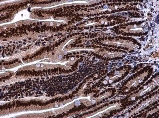 KHSRP antibody detects KHSRP protein at cytoplasm and nucleus in mouse intestine by immunohistochemical analysis. Sample: Paraffin-embedded mouse intestine. KHSRP antibody (GTX131804) diluted at 1:500. 
 Antigen Retrieval: Citrate buffer, pH 6.0, 15 min