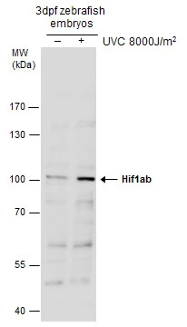 Anti-histone H2A.X (phospho S139) antibody [9F3] (ab26350