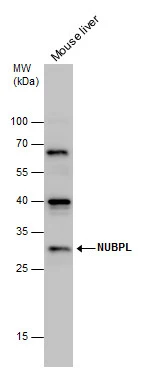 Mouse tissue extract (50 μg) was separated by 12% SDS-PAGE, and the membrane was blotted with NUBPL antibody (GTX131851) diluted at 1:1000.