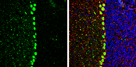 Cav beta 2 antibody detects Cav beta 2 protein by immunohistochemical analysis. Sample: Frozen-sectioned mouse mouse cerebellum. Green: Cav beta 2 stained by Cav beta 2 antibody (GTX131906) diluted at 1:250. Red: NF-H, stained by NF-H antibody [GT114] (GTX634289) diluted at 1:500. Blue: Fluoroshield with DAPI (GTX30920). Antigen Retrieval: Citrate buffer, pH 6.0, 10 min
