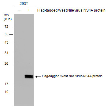 GTX131957 WB Image