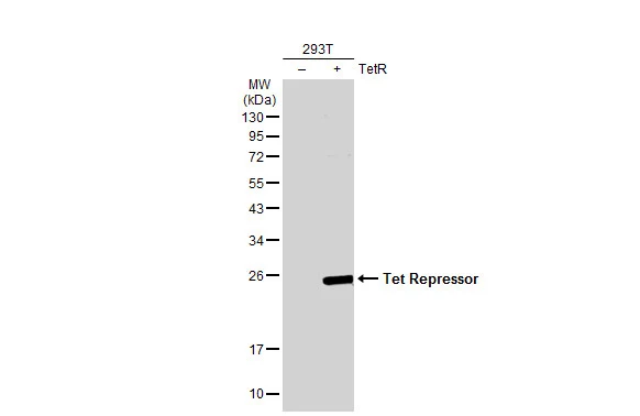 Tet Repressor antibody