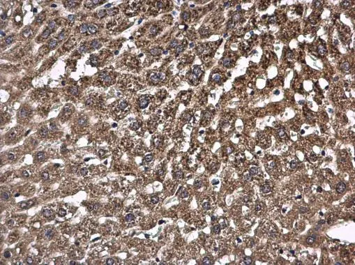 PCB antibody detects PCB protein at mitochondria and cytoplasm in mouse liver by immunohistochemical analysis. Sample: Paraffin-embedded mouse liver. PCB antibody (GTX131987) diluted at 1:500.  Antigen Retrieval: Citrate buffer,pH 6.0,15 min