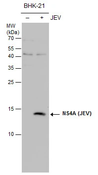 NS4A (JEV) antibody detects NS4A (JEV) protein by western blot analysis. Un-infected (-) and infected (+, JEV infection) BHK-21 whole cell extracts (30 μg) were separated by 15% SDS-PAGE, and the membrane was blotted with NS4A (JEV) antibody (GTX132028) at a dilution of 1:1000.