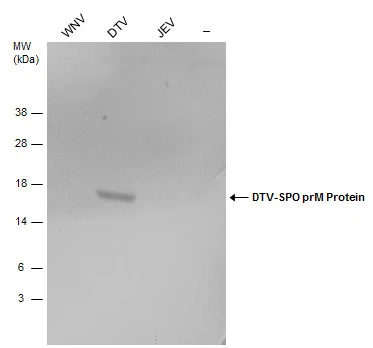 Non-infected (–) and infected Vero whole cell extracts were separated by SDS-PAGE, and the membrane was blotted with Powassan virus PrM protein antibody (GTX132055).