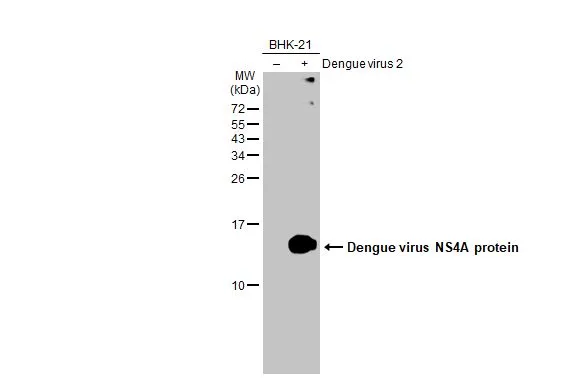 Non-infected (–) and infected (+) BHK-21 whole cell extracts (30 μg) were separated by 15% SDS-PAGE, and the membrane was blotted with Dengue virus NS4A protein antibody (GTX132069) diluted at 1:1000. The HRP-conjugated anti-rabbit IgG antibody (GTX213110-01) was used to detect the primary antibody.