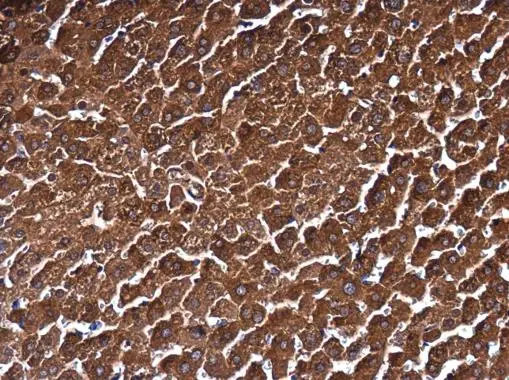 MAT1A + MAT2A antibody detects MAT1A + MAT2A protein at cytoplasm in mouse liver by immunohistochemical analysis. Sample: Paraffin-embedded mouse liver. MAT1A + MAT2A antibody (GTX132095) diluted at 1:500. 
 Antigen Retrieval: Citrate buffer, pH 6.0, 15 min
