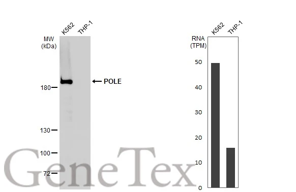 新品★a子★GENE a子 1st Album “GENE”