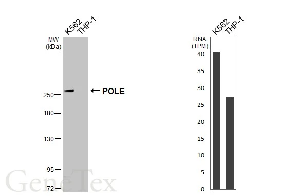 Anti-POLE antibody (GTX132100) | GeneTex